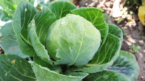 Cabbage